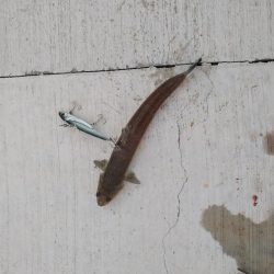 ラストスパート