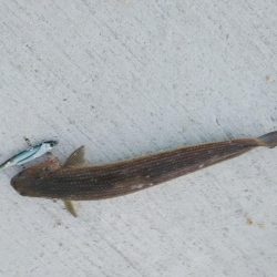 爆風の中でも、あいつが･･･！