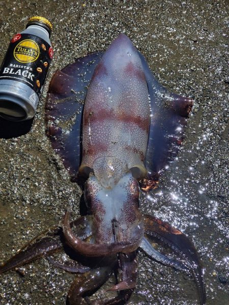 アオリを今日こそは。