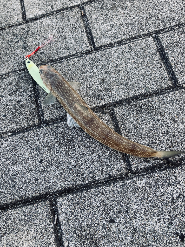 1日休み。青牙54センチ。。