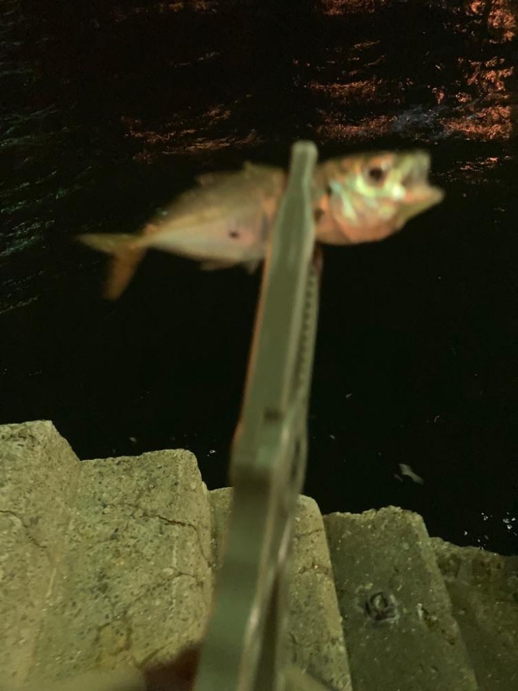 寒くてもアジは元気