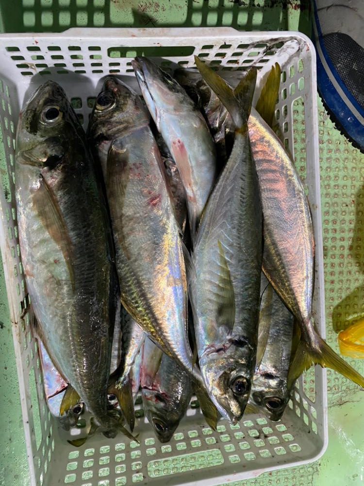 イカメタル＆パチコン