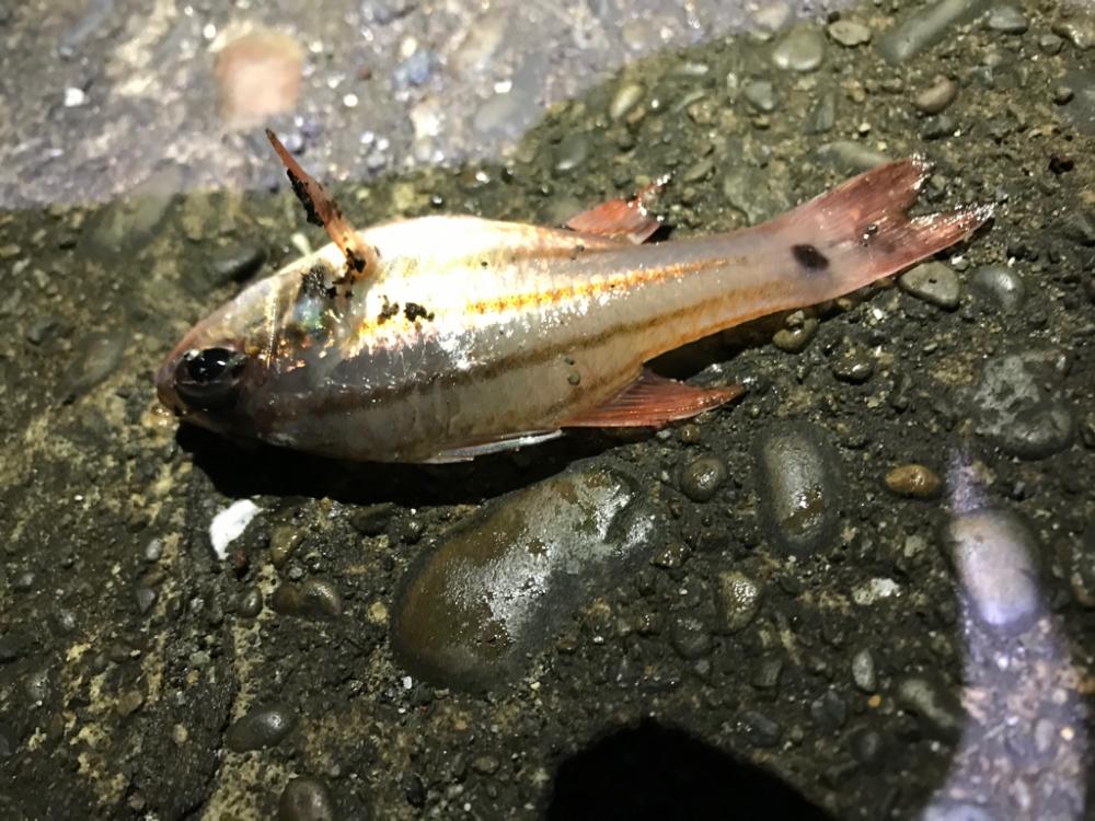 アオリ不調のため小魚で。