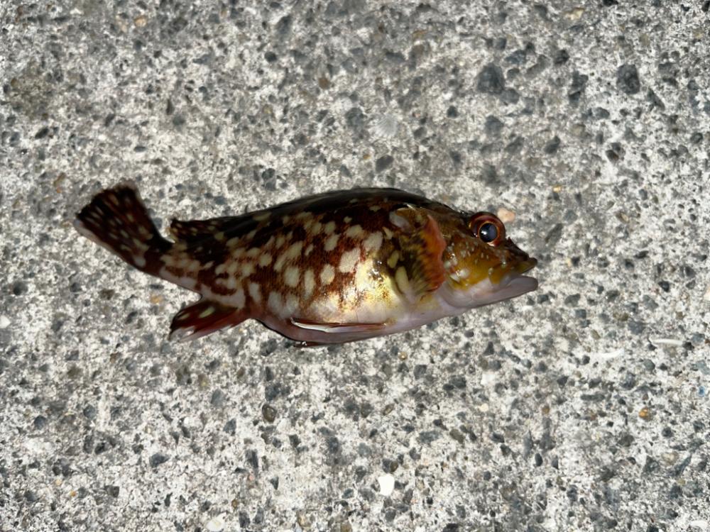 夜のアジュール