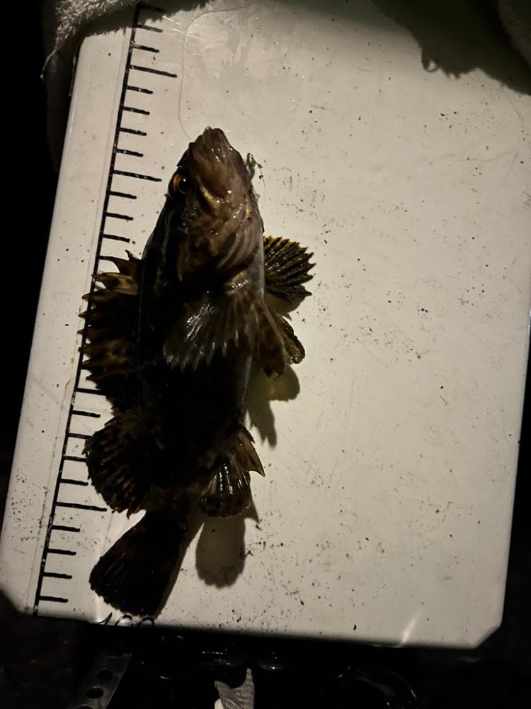 四日市ライトゲーム