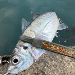 アジ・サバ祭り会場へ