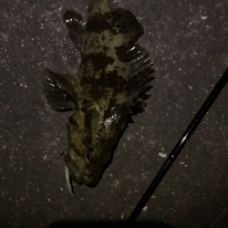 福山港でタケノコメバルゲット!