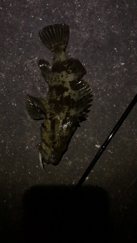 福山港でタケノコメバルゲット!