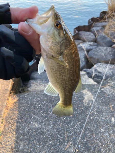 寒波到来もまだまだ釣れる！