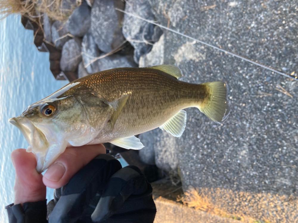 寒波到来もまだまだ釣れる！