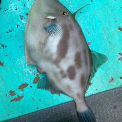 ひとつテンヤ真鯛、大原沖午後便