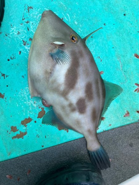 ひとつテンヤ真鯛、大原沖午後便