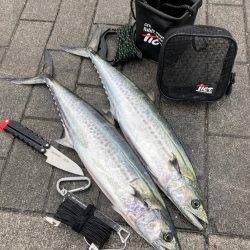 湾奥コスモ粘り。青牙マルチ。。