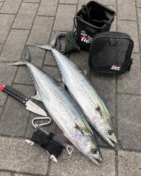 湾奥コスモ粘り。青牙マルチ。。