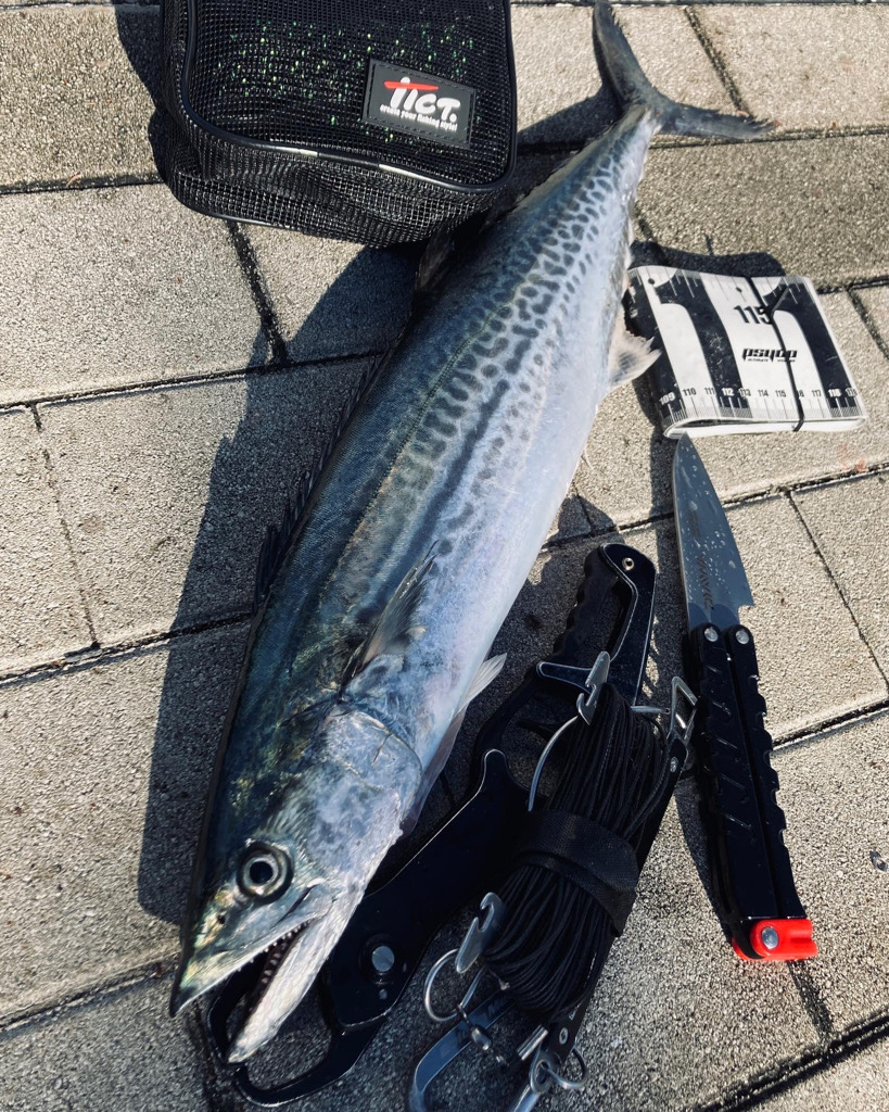 昨日からバラし病。。何とか青牙56cm。