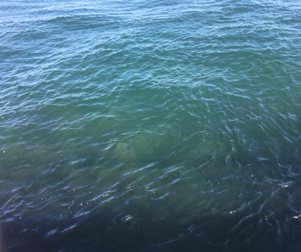 チヌ納め　釣り納め