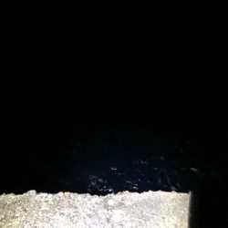 今夜は小さめだが数は好調