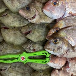 一つテンヤカワハギ祭りw