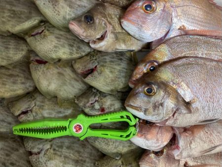 一つテンヤカワハギ祭りw