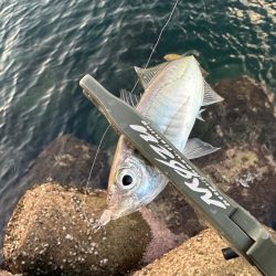 朝マズメチャレンジ