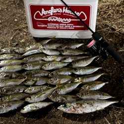 ジグ単deアジング♪やはり…子アジング