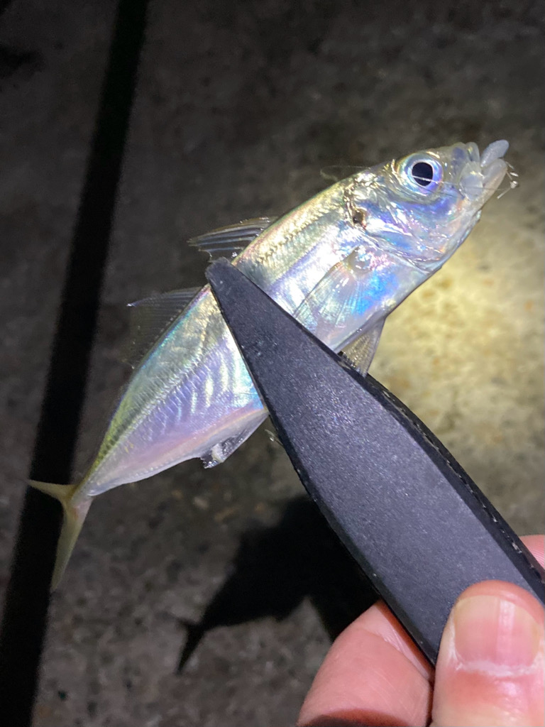 なんとかアジ、メバル