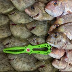 富士山てんやで一つテンヤ爆釣！