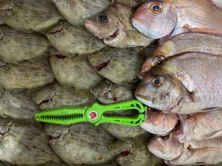 富士山てんやで一つテンヤ爆釣！