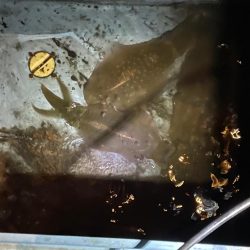 今季７杯目キロアップ