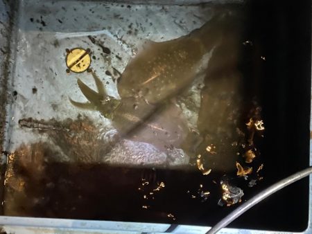 今季７杯目キロアップ