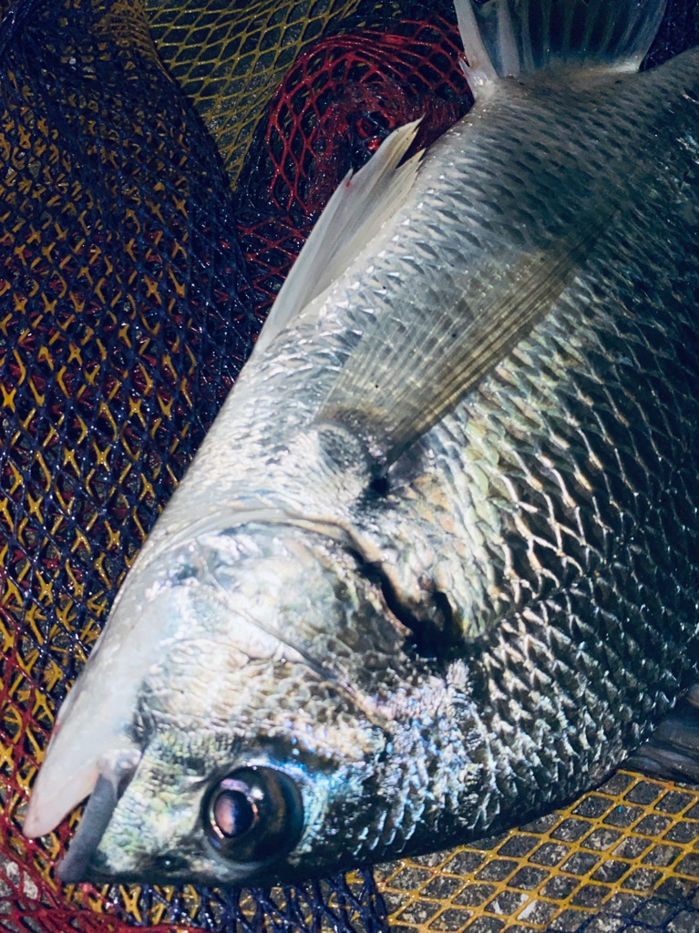 ヘチってきました