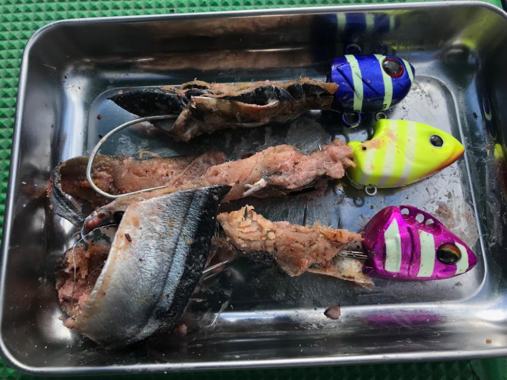 洲本沖タチウオ