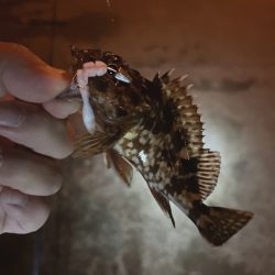 メバリングなんだけどなぁw