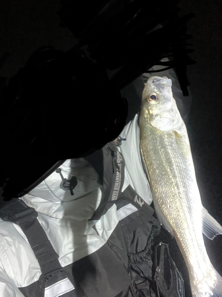 シーバス＋ちょい投げ