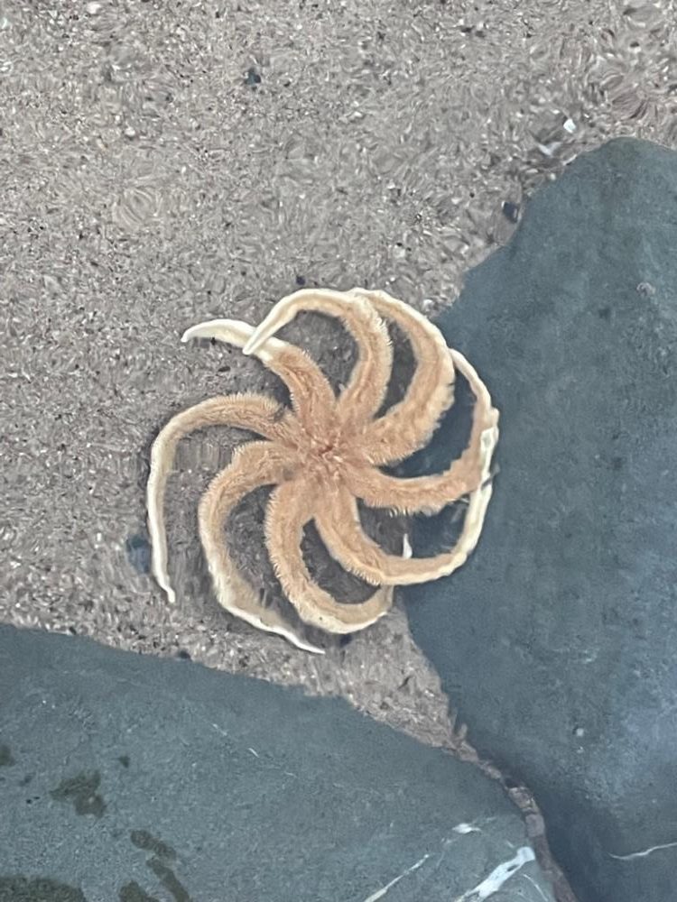 ボウズ逃れのサゴシ