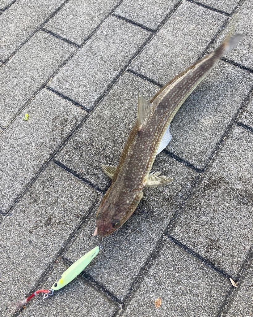 再び冷え込む夜明け。青牙マルチ。。