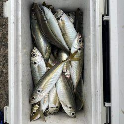 ２日連続尺アジ