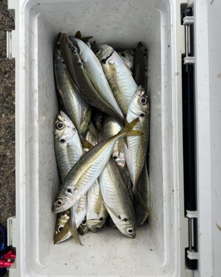 ２日連続尺アジ