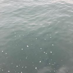 湾奥コスモへイルカ再び。青牙60cm。。