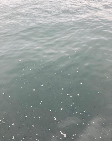 湾奥コスモへイルカ再び。青牙60cm。。