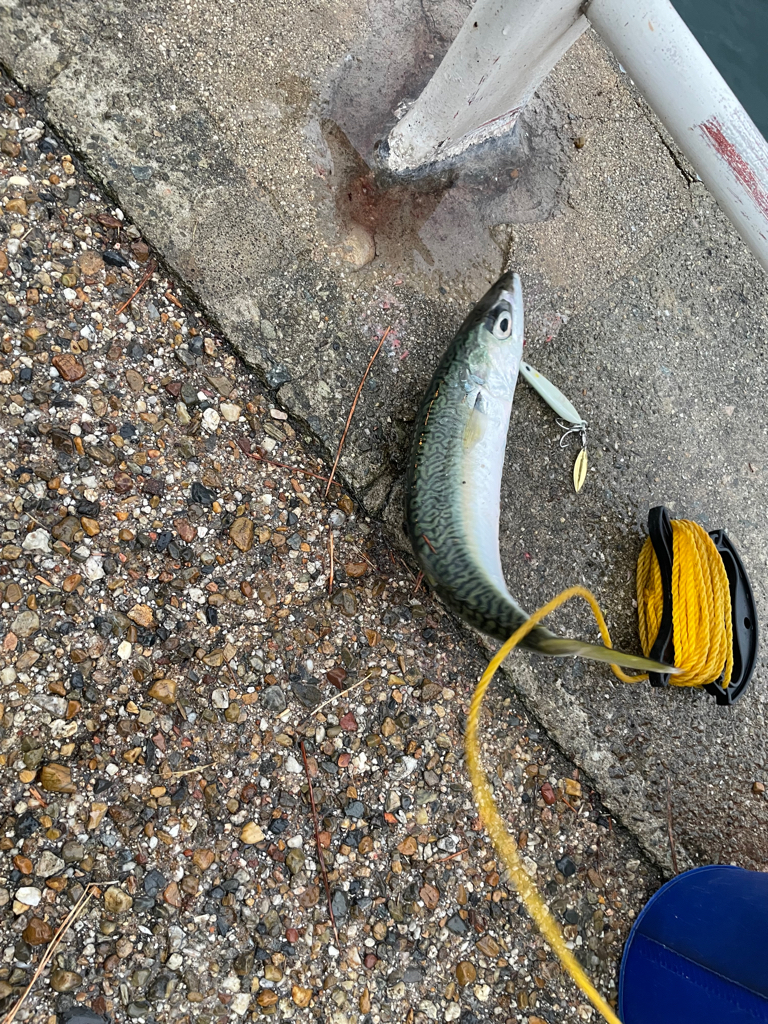 青物釣れましたっ❗️
