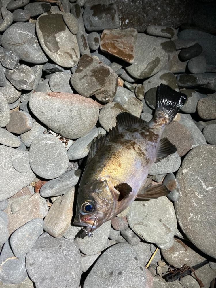 寒波の尺アジング