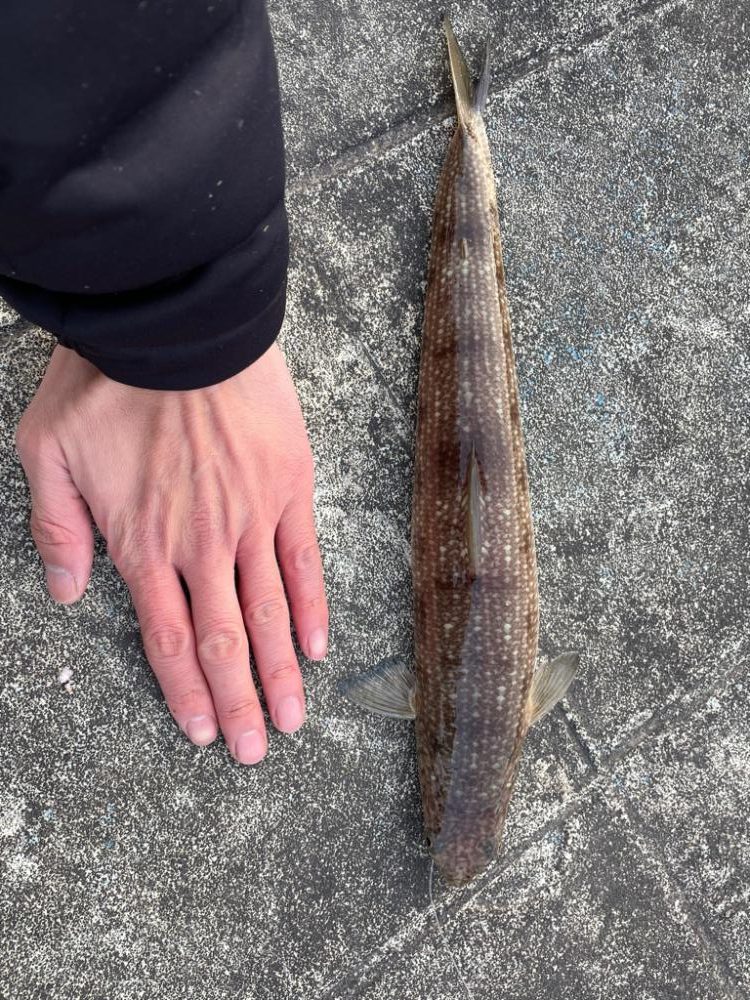 いろいろ釣れました