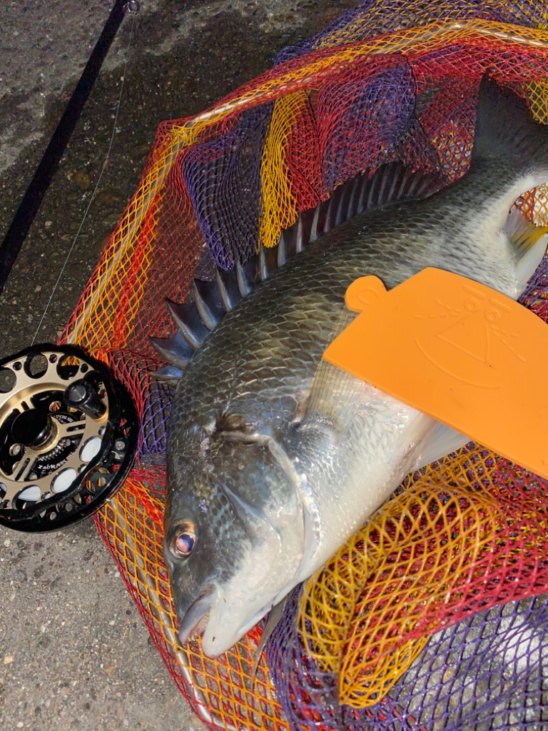 ヘチってきました