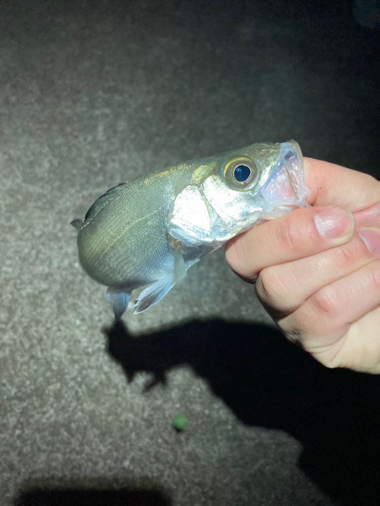 初のジグ単専用機