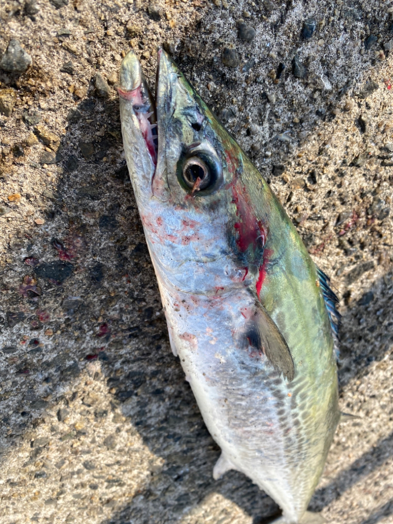 鰤族釣りのはずが