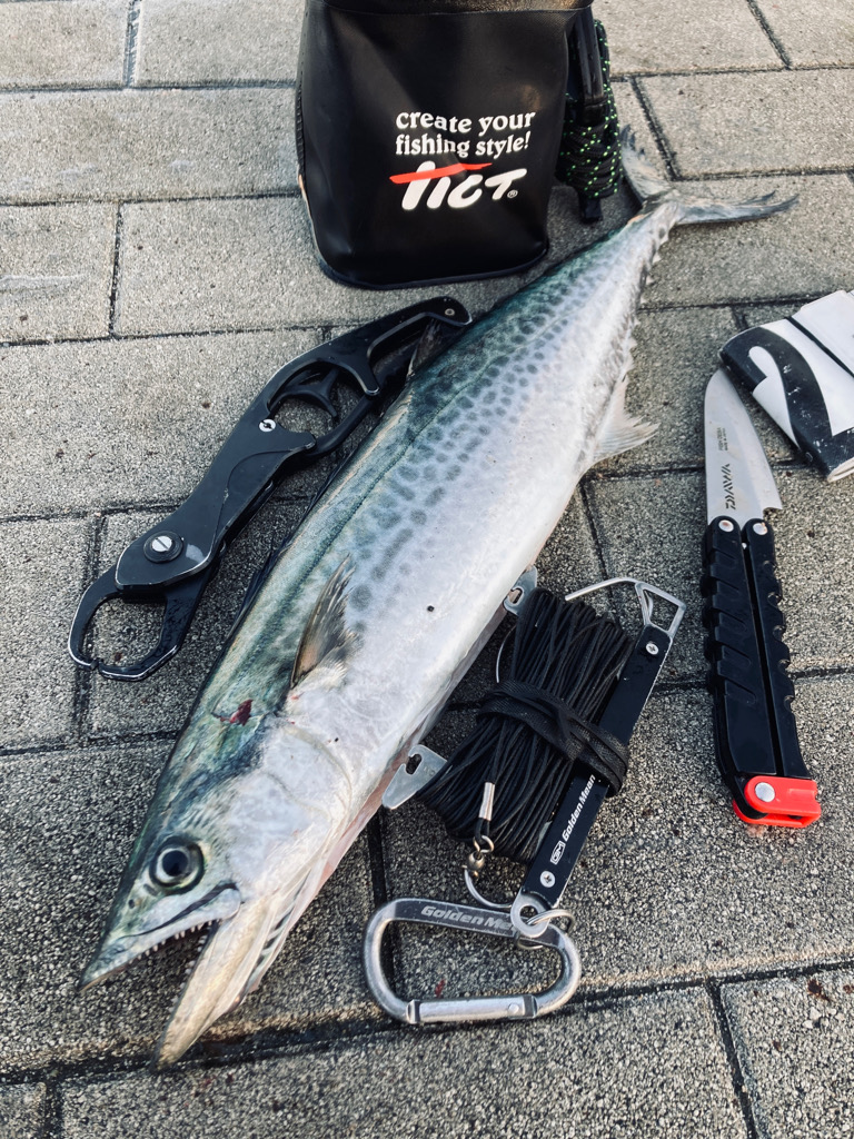 爆混み湾奥コスモ。何とか青牙53cm。。