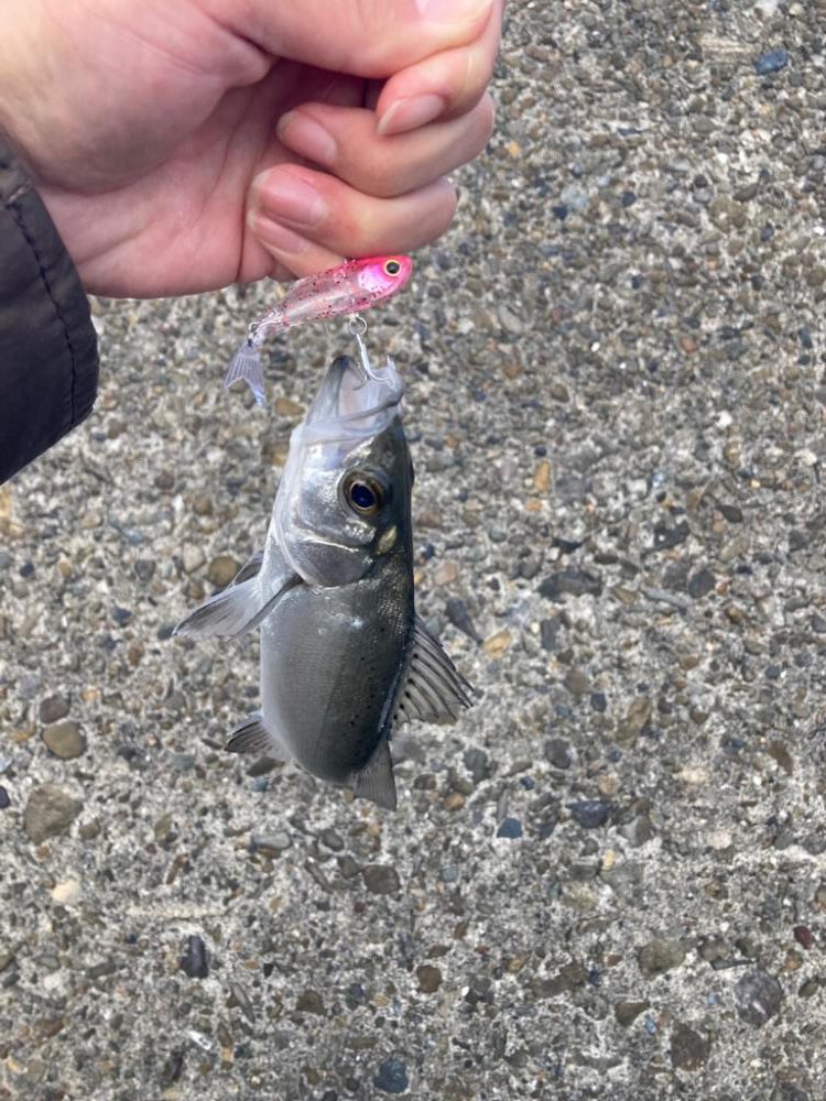 新兵器投入&釣り納め