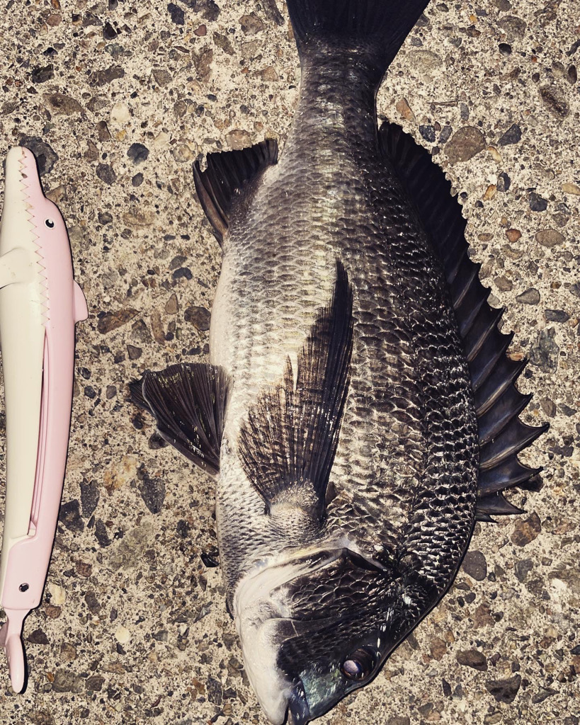 アジングで黒鯛