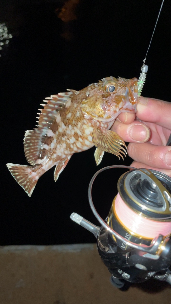 アジングナイト